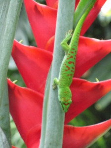 Not everything was plant based in the gardens. We spotted several geckos wandering about.