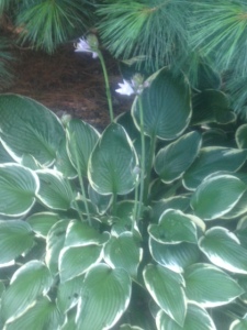 Hostas quietly bring color into the shaded landscape.