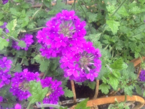 Verbena shouts, "Look at me! Don't you just love purple?"
