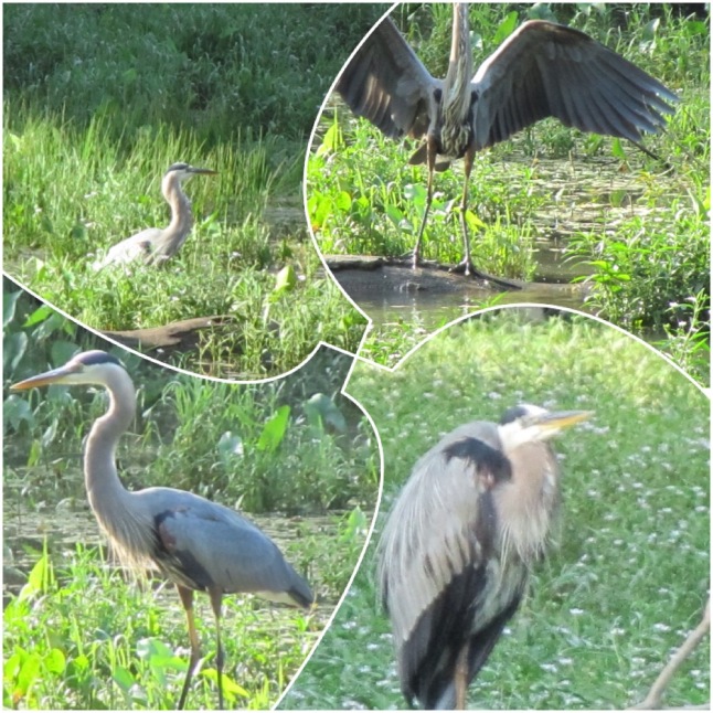Two different Great Blue Herons