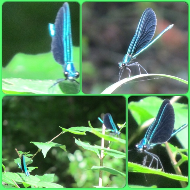 Winged jewels that followed us through their land.