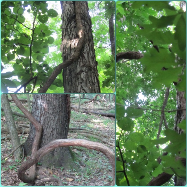 These pictures follow the vine as it disappears into the foliage of the tree.